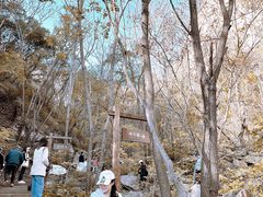 -大岭沟猕猴桃谷风景区