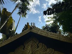 -西双版纳原始森林公园