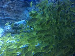 -烟台海昌鲸鲨海洋公园