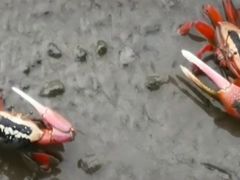 -北海金海湾红树林生态旅游区