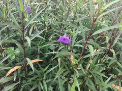 -东莞植物园