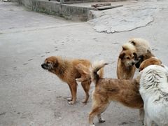 -成都爱之家动物救助中心