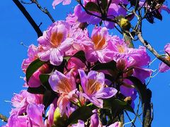 -梧桐山风景名胜区