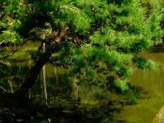 -西芳寺(苔寺)