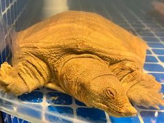-洞庭家宴·头牌甲鱼(广渠门店)