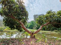 -中国科学院西双版纳热带植物园