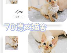 -70cat德文卷毛猫·缅因猫纯种猫舍