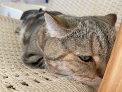 -喵屿·大理花园猫咖