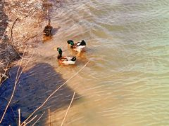 -大兴滨河森林公园