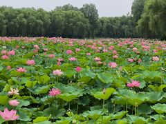 -东郊湿地公园