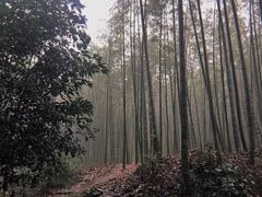 -莫干山风景区