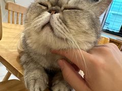-楼上猫咖(罗湖店)