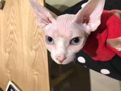 -藏猫猫咖啡主题馆(中央大道店)