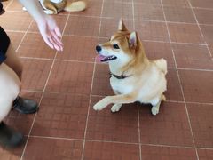 -柴犬高等学院·狗咖·柴犬售卖·宠物训练