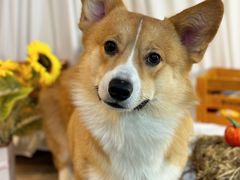 -喜洋洋宠物医院(震川路总店)