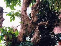 -北京植物园-展览温室