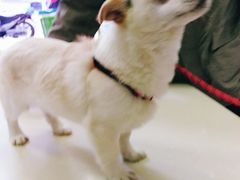 -仁华宠物医院(青羊店)