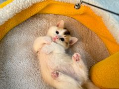 -钦宠·猫咪售卖·洗护·寄养(东圃旗舰店)