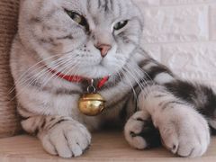 -平行世界·猫咖(首经贸店)