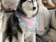 -星多哈·狗咖·拼豆·咖啡