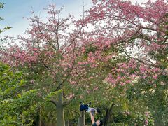 -东莞植物园