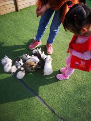 -萌宠亲子动物乐园(槐房万达店)