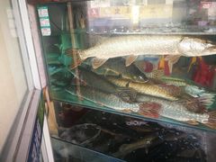 -煲来饱去冷水鱼