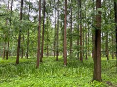 -黄海国家森林公园