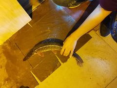 -煲来饱去冷水鱼