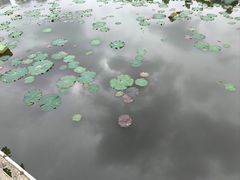 -月湖风景区