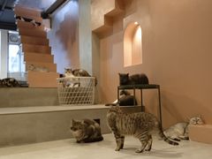 -猫儿山۰猫主题餐厅