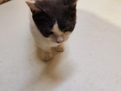 -猫色咖啡·猫咖