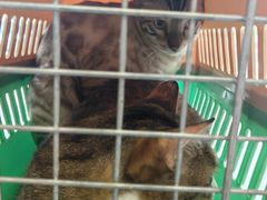 -瑞派康怡24h宠物医院·犬猫医疗中心·微创绝育(瑞景分院)