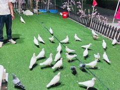 -芜湖新华联大白鲸海洋公园