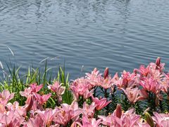 -杭州湾海上花田景区