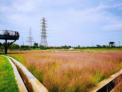 -王借岗森林公园