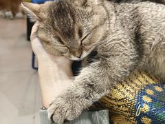-平行世界·猫咖(首经贸店)