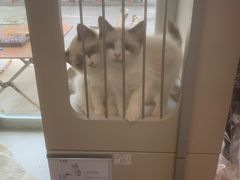 -唐小姐の私宠·宠物洗护美容·撸猫馆·购宠(周浦万达旗舰店)