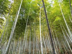 -上海佘山国家森林公园天马山园