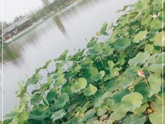 -西海子公园