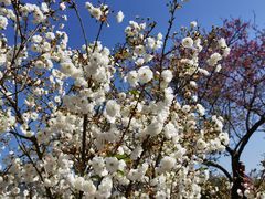 -天适樱花悠乐园