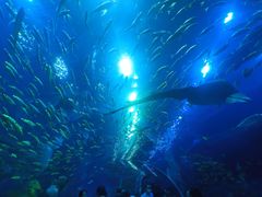 -成都浩海立方海洋公园