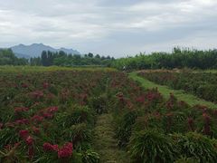 -北京东方普罗旺斯薰衣草庄园