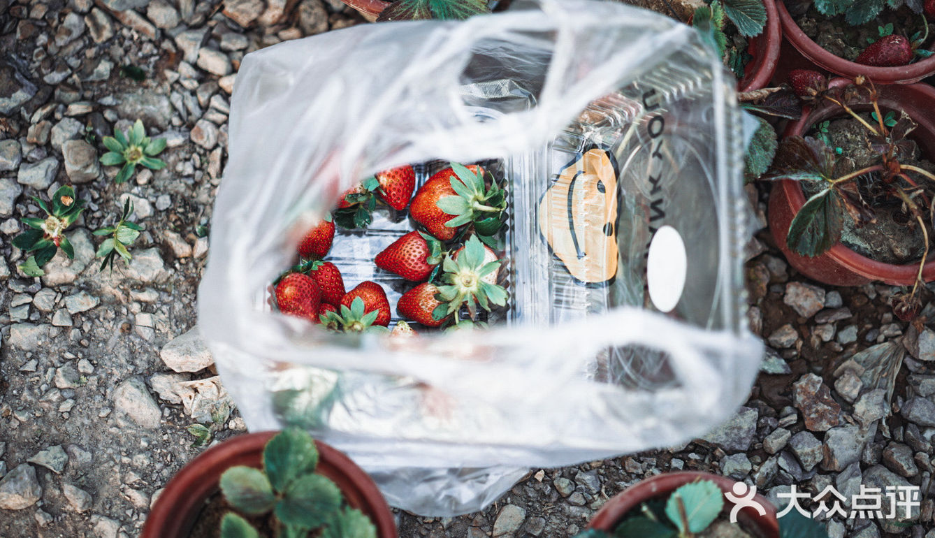 冬日里的草莓🍓｜惠州水口