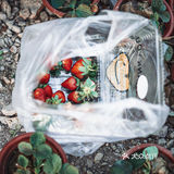 冬日里的草莓🍓｜惠州水口