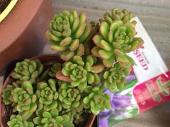 -双季花艺园艺市场(浦东店)