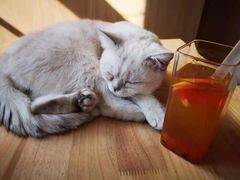 -猫腻·猫咖·撸猫馆(星光大道店)