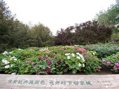 -莲花池公园