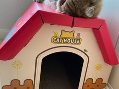 -momokira米努特·德文卷毛猫·棉花面纱犬