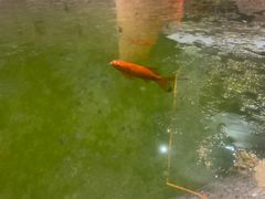 -联邦酒楼